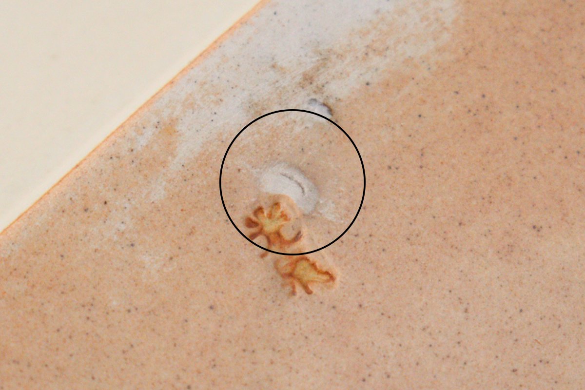 Kosen Kiln Octogonal Plate Beige L | Banko Ware