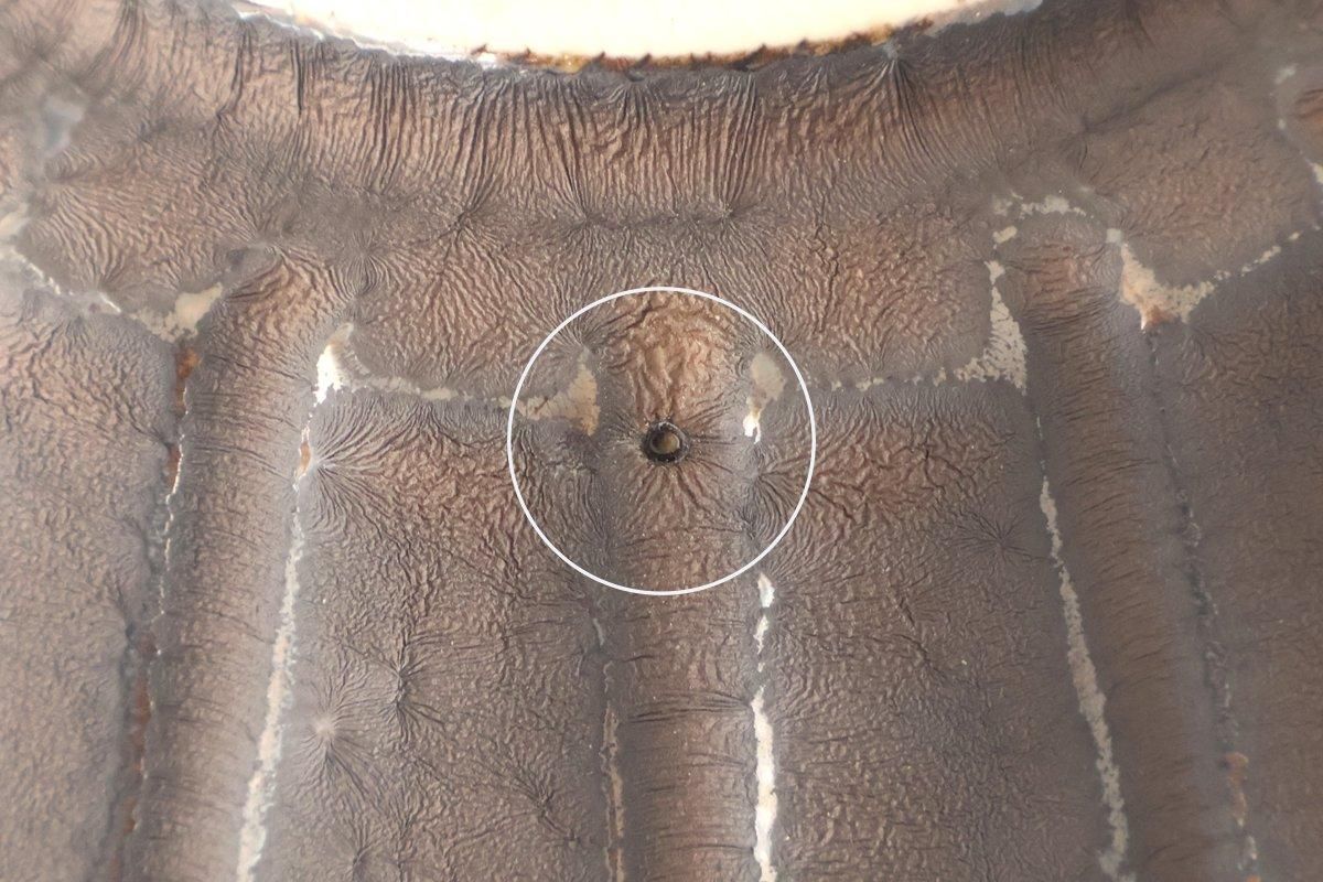 Flower-shaped Small Bowl Silver-Black | Kobachi Mino Ware