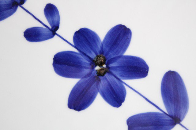 21cm/8.3in Square Plate Hand Painted Blue Flower Porcelain Hasami Ware