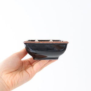 Square bowl small black polka dot porcelain Arita ware
