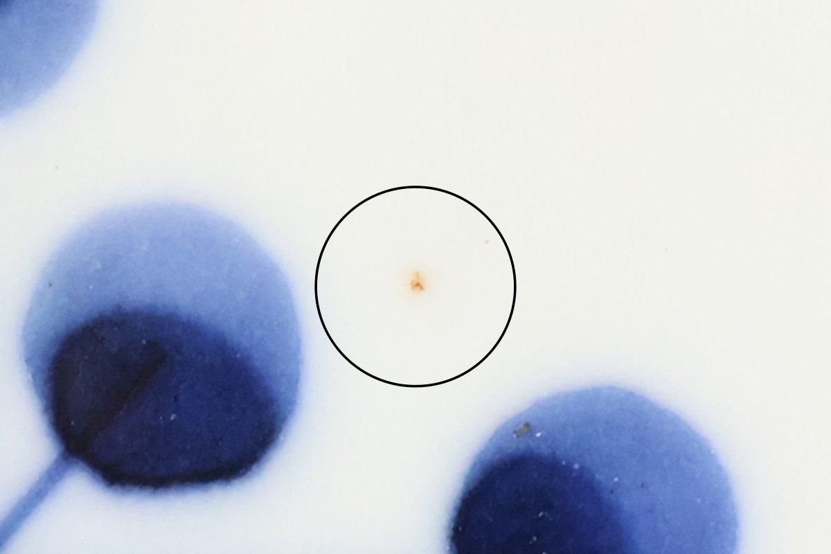 Yoshida Ware Round Plate Flower-dot 15cm/5.9in