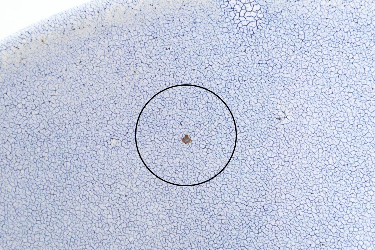 Bowl Blue Kairagi 20.5cm/ 8in | Kobachi Mino ware